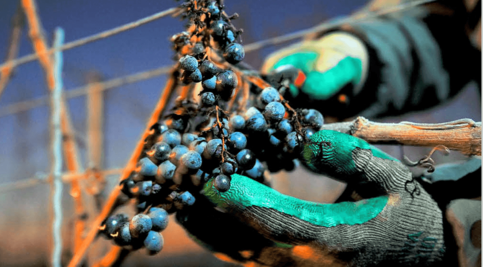 Grapevine Ministries - Image 4
